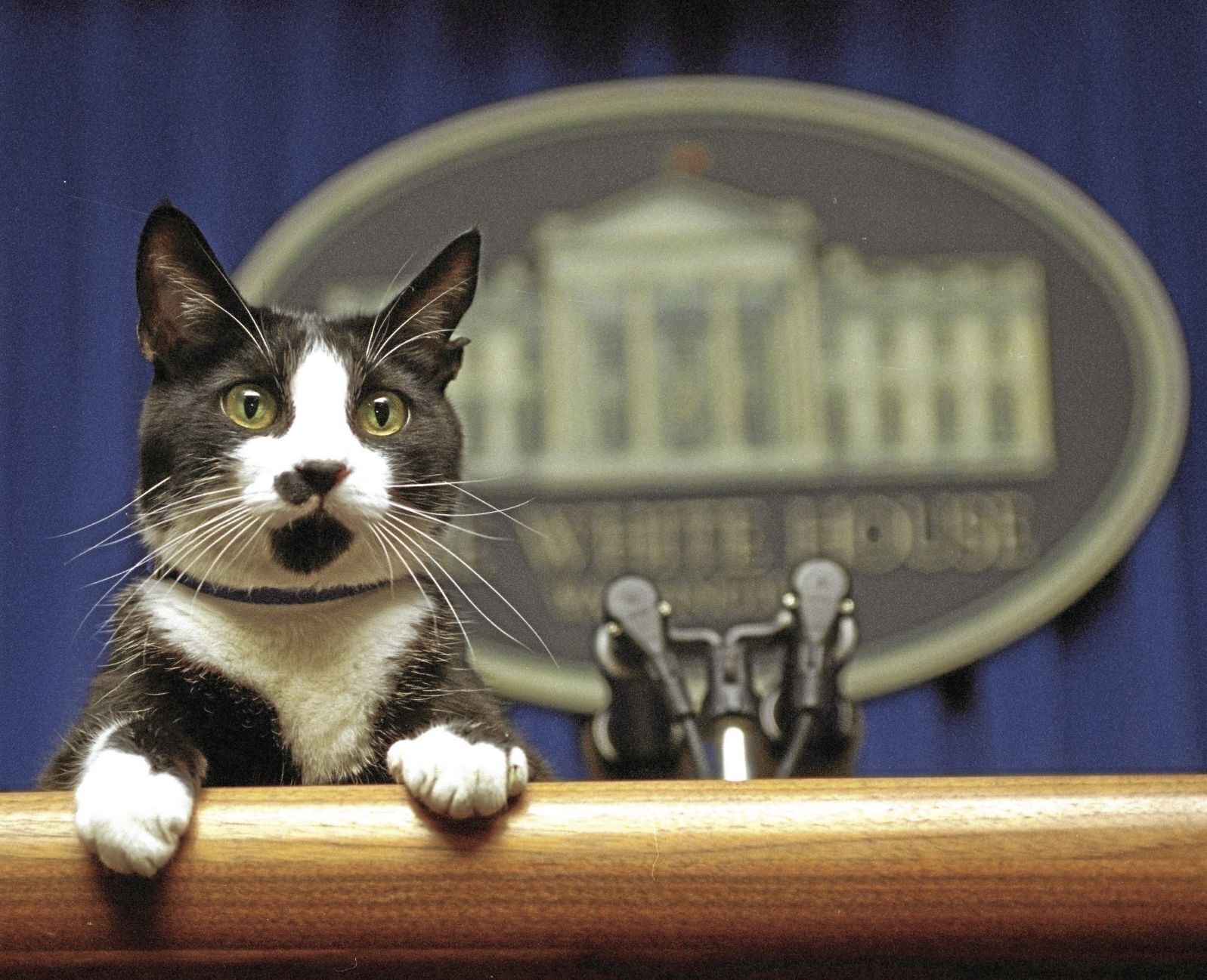 Socks, 1994